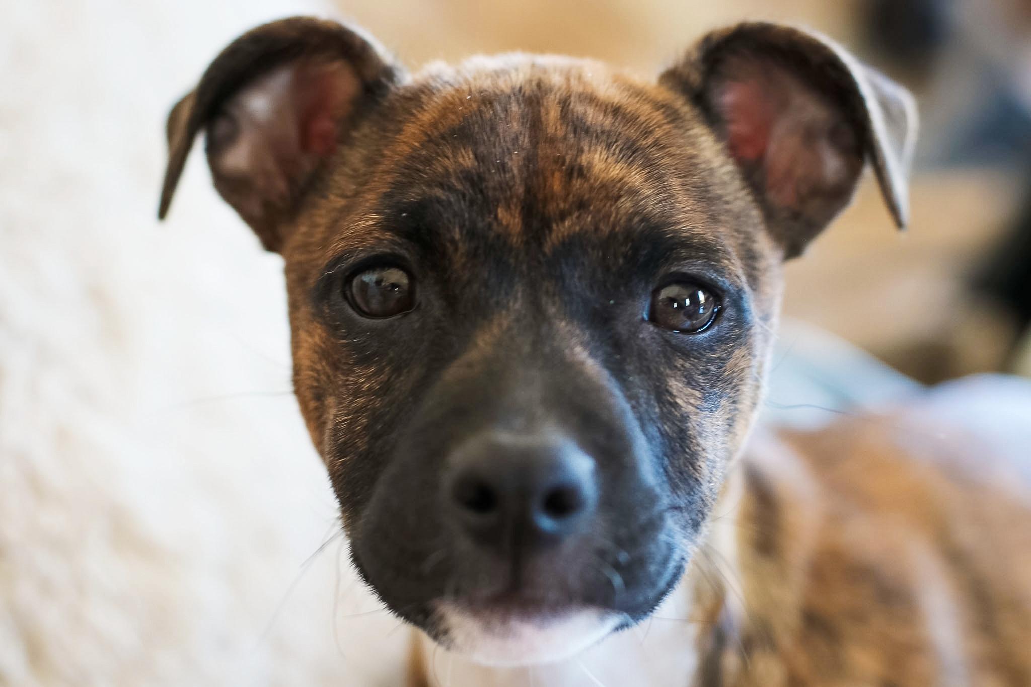 Paprika, adoptable, Puppy Female Pit Bull Terrier & Chihuahua.