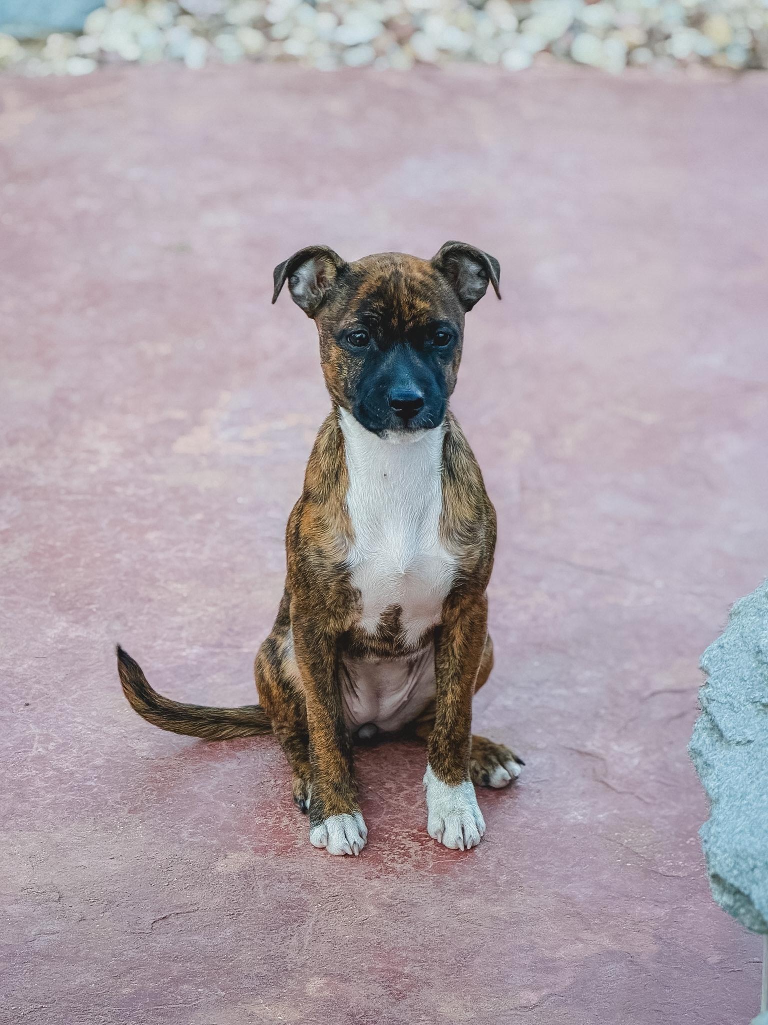 Paprika, an adoptable mixed breed in West Hollywood, CA image 2/6