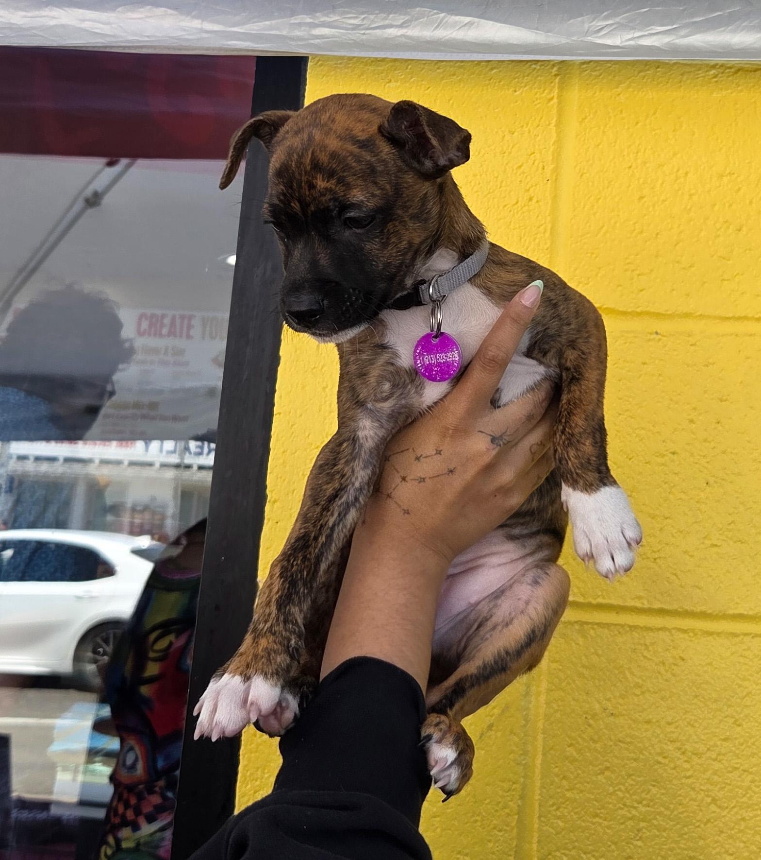 Enlarge Paprika, a ADOPTABLE mixed breed in West Hollywood, CA image 2/6