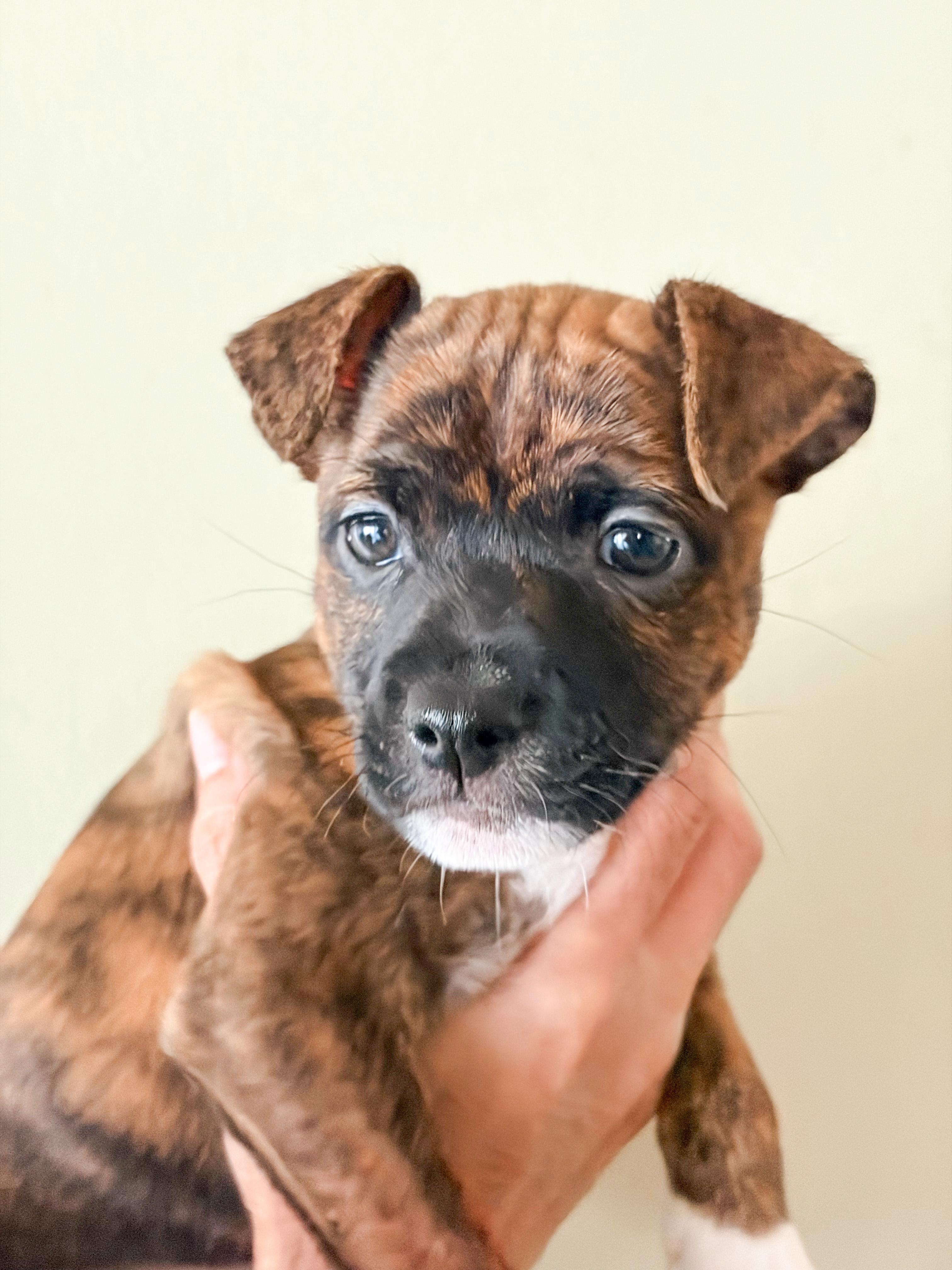 Paprika, ADOPTABLE, Puppy Female Mixed Breed.