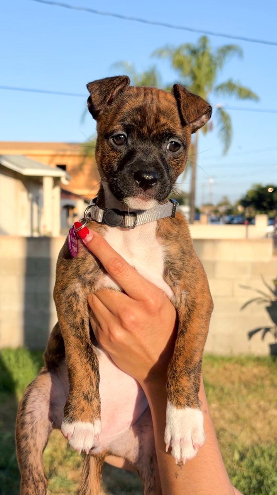 Enlarge Paprika, a ADOPTABLE mixed breed in West Hollywood, CA image 2/4