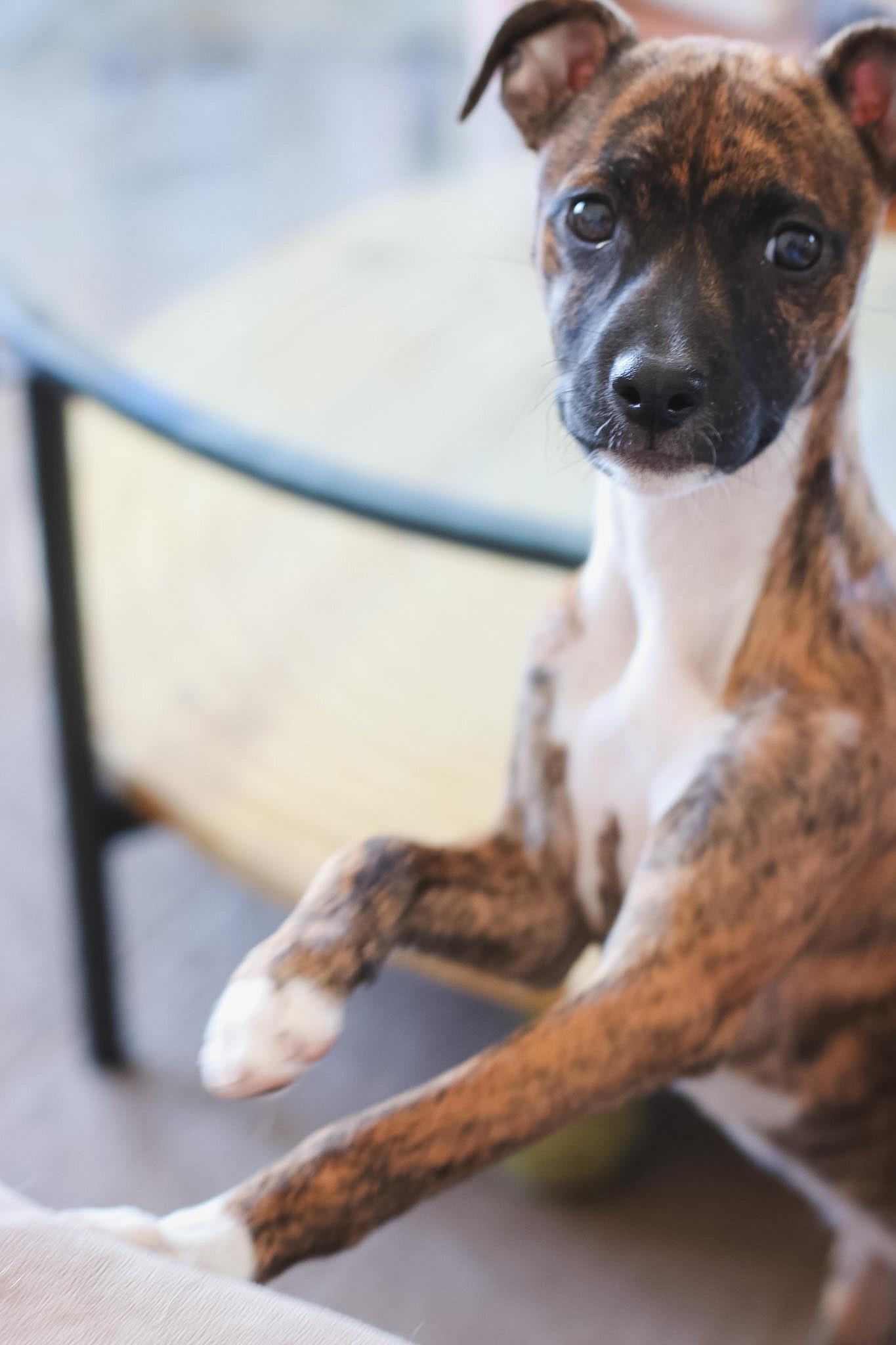 Paprika, an adoptable mixed breed in West Hollywood, CA image 3/6