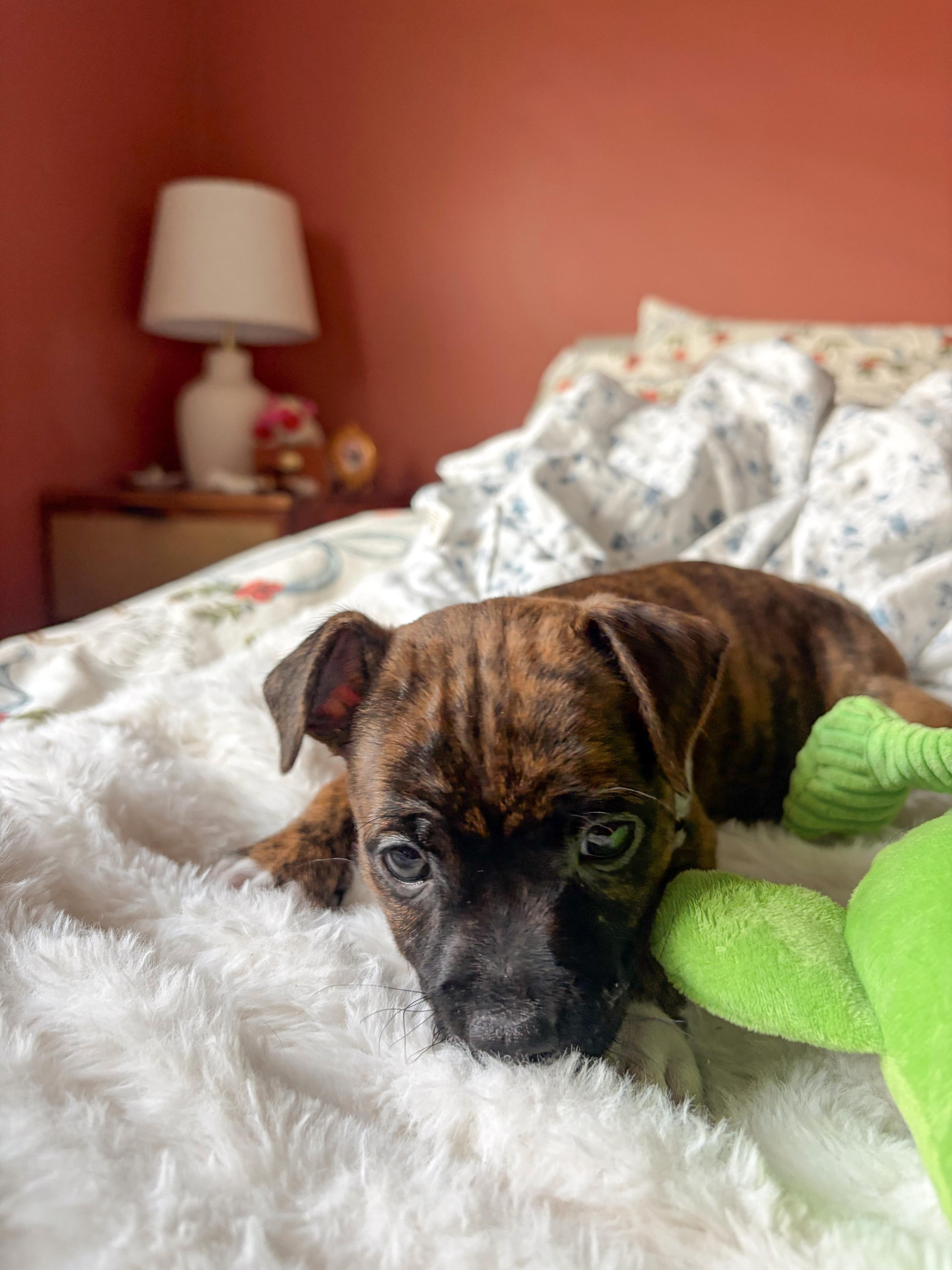 Enlarge Paprika, a ADOPTABLE mixed breed in West Hollywood, CA image 3/4