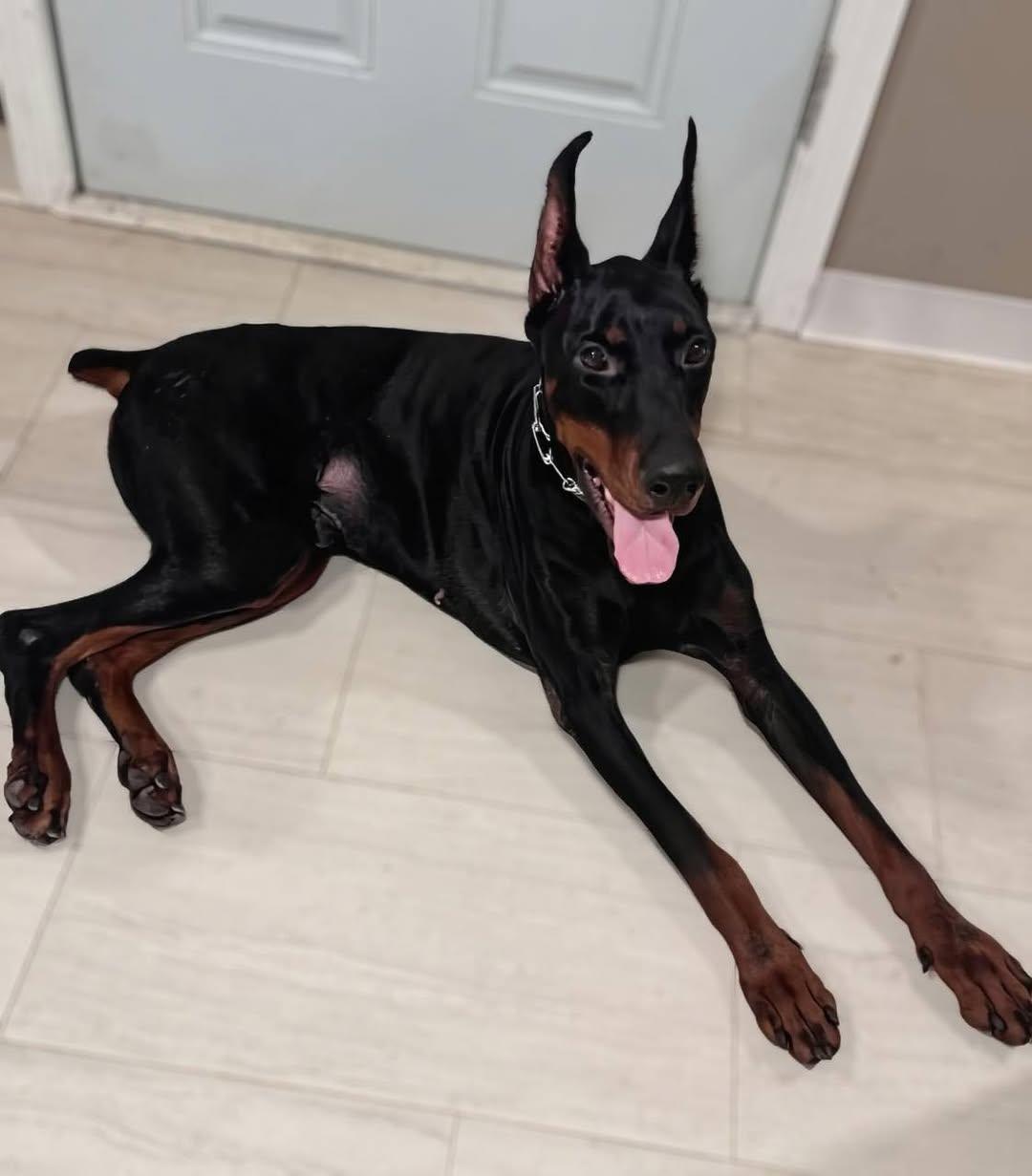 Hendricks, ADOPTABLE, Adult Male Doberman Pinscher.
