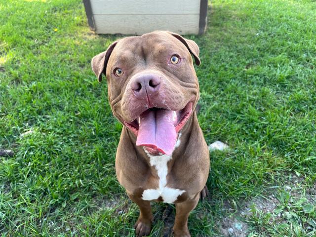 GALLETTA, Adoptable, Young Male Dogue de Bordeaux & Mixed Breed.