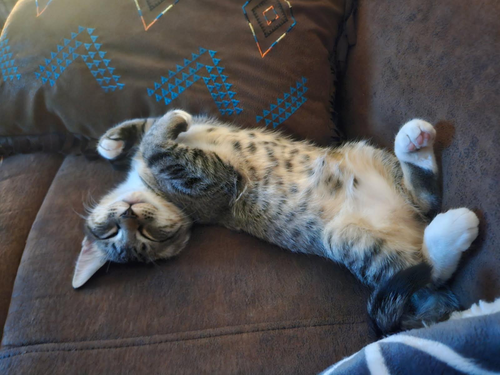 Enlarge Cheech and Chong, a ADOPTABLE Domestic Short Hair in Union Gap, WA image 3/4