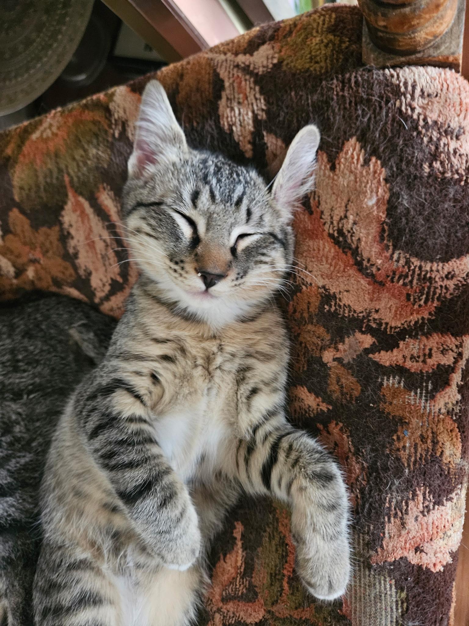 Enlarge Cheech and Chong, a ADOPTABLE Domestic Short Hair in Union Gap, WA image 4/4