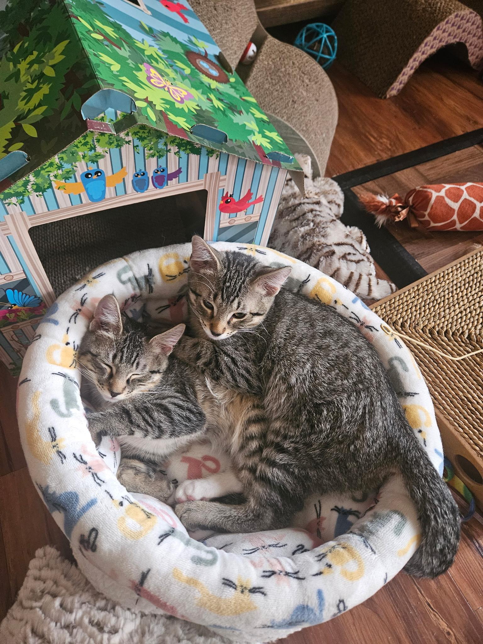 Enlarge Cheech and Chong, a ADOPTABLE Domestic Short Hair in Union Gap, WA image 2/4