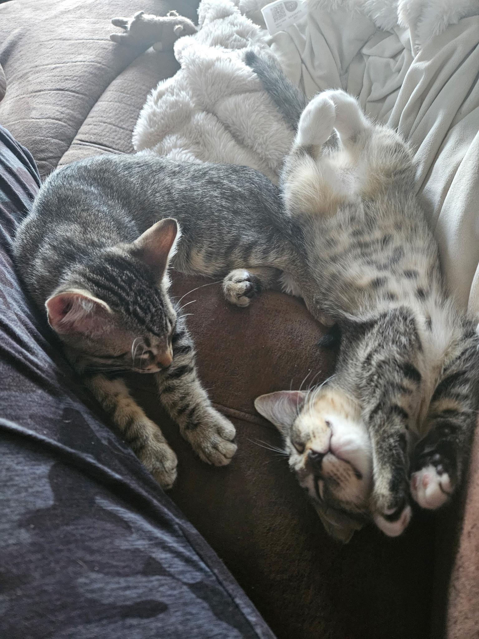 Enlarge Cheech and Chong, a ADOPTABLE Domestic Short Hair in Union Gap, WA image 1/4