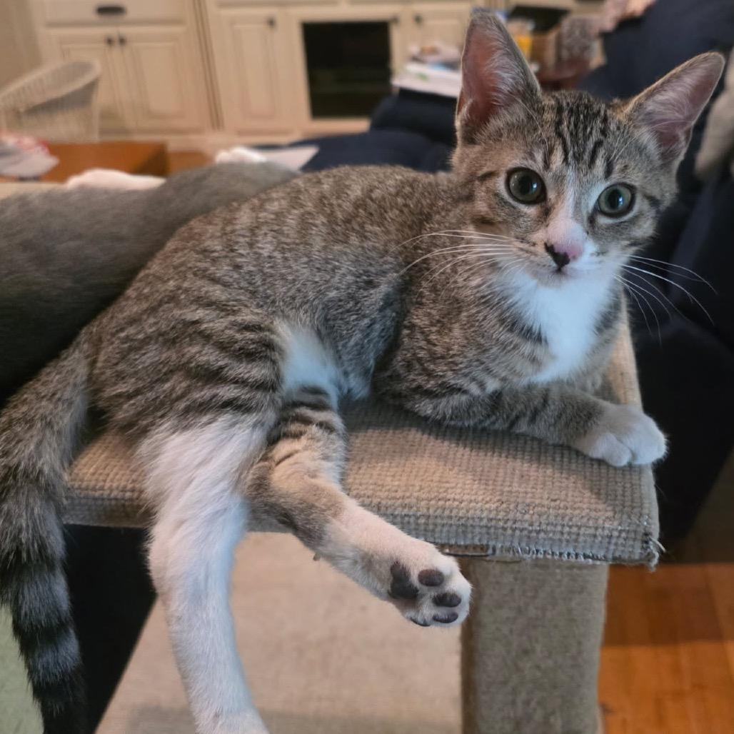 TT, a Adoptable Domestic Short Hair in Fresno, CA image 1/5