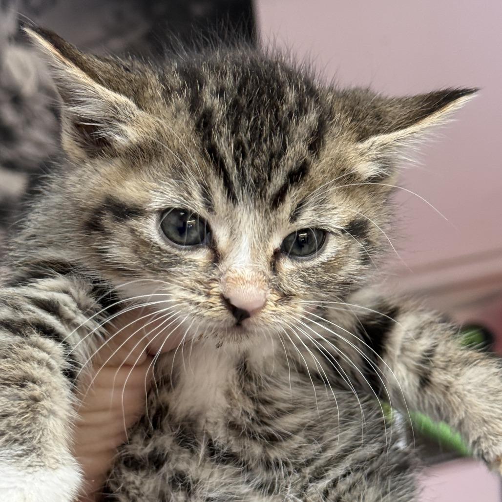 TT, a Adoptable Domestic Short Hair in Fresno, CA image 2/4