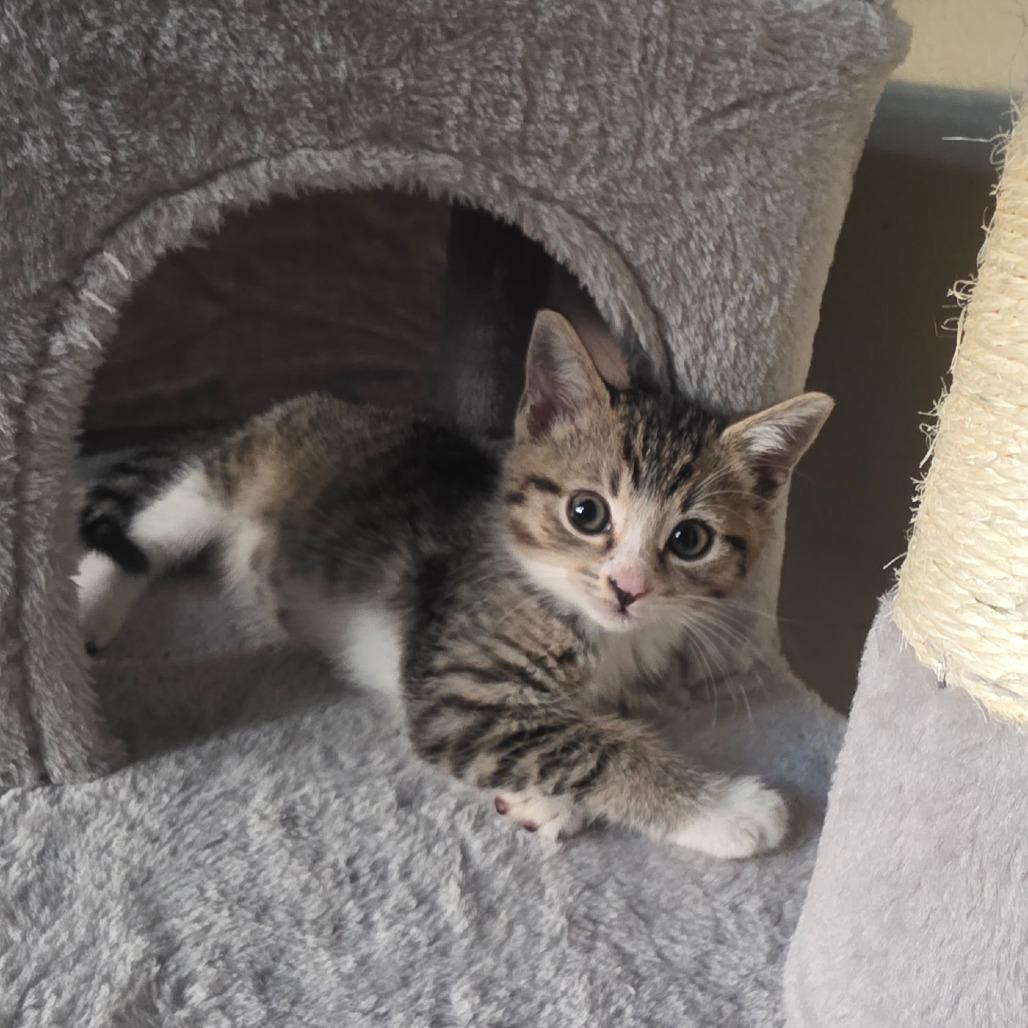TT, a Adoptable Domestic Short Hair in Fresno, CA image 3/4