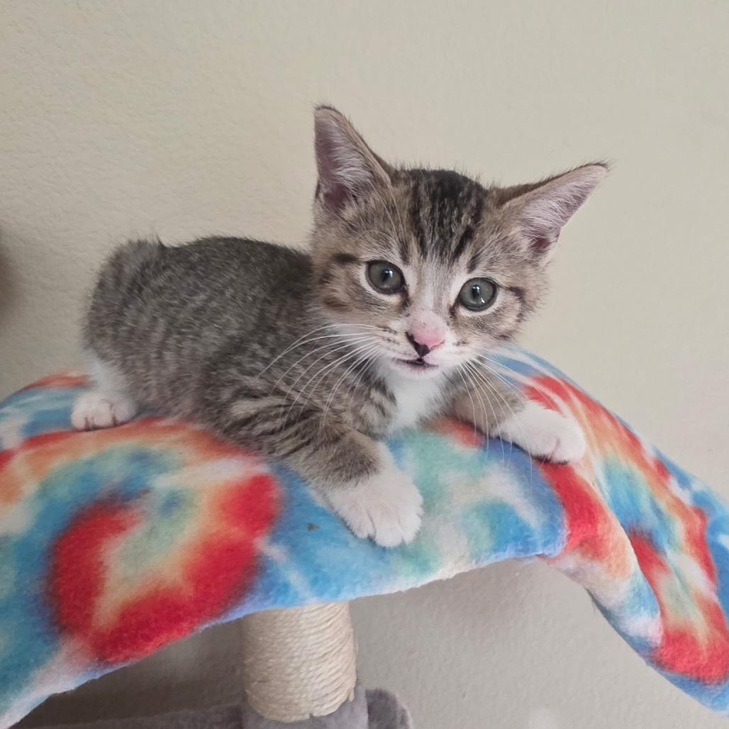 TT, a Adoptable Domestic Short Hair in Fresno, CA image 1/4