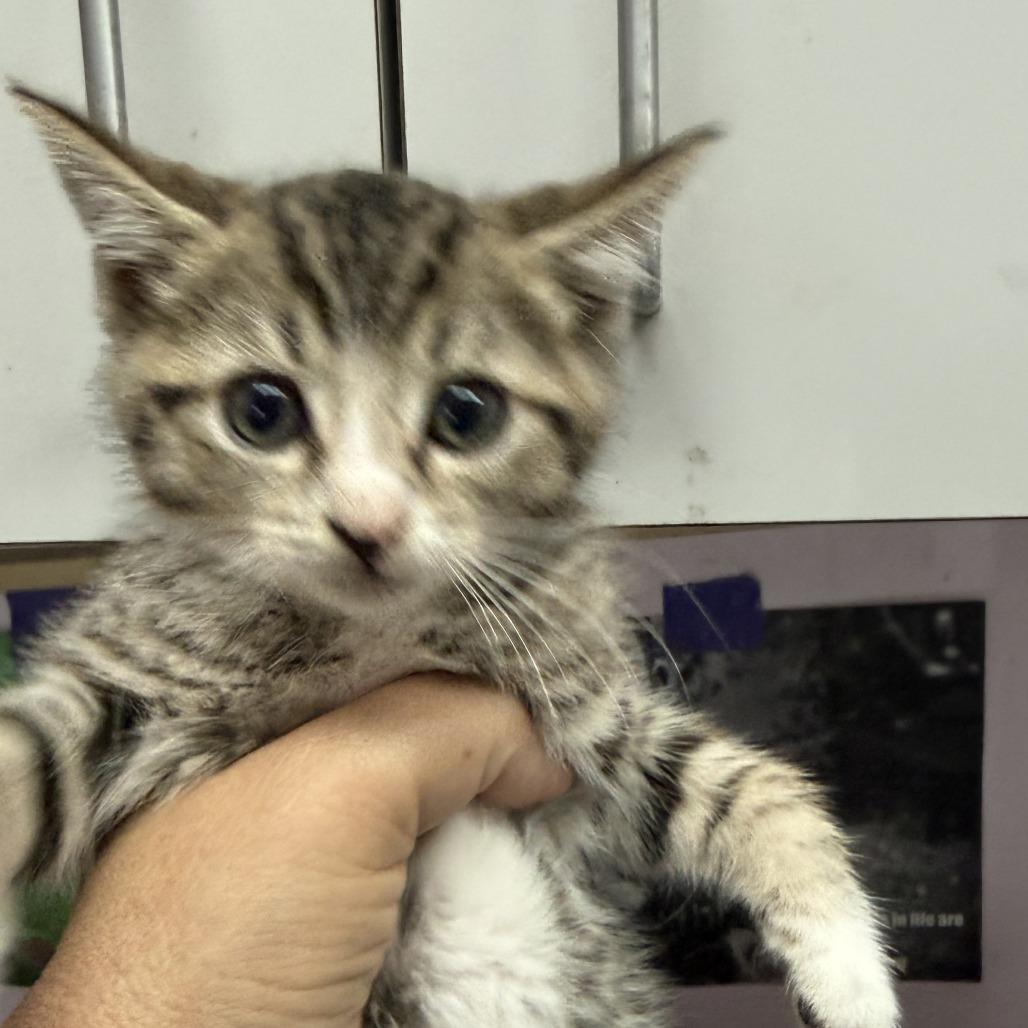 TT, a Adoptable Domestic Short Hair in Fresno, CA image 4/4