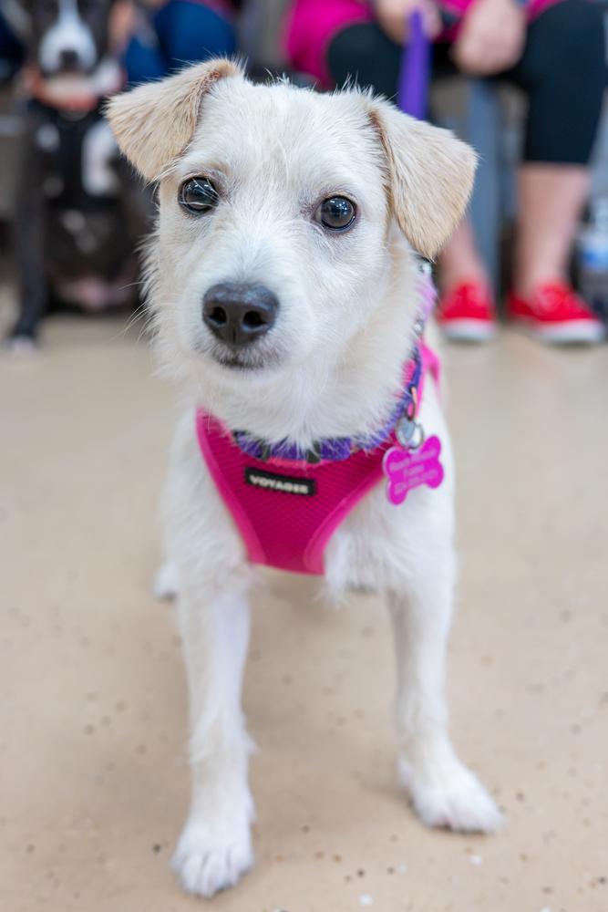 Enlarge Mae Mae, a Adoptable mixed breed in Mundelein, IL image 1/6