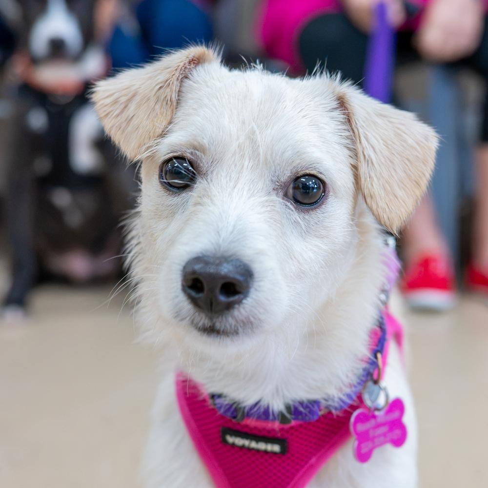 Enlarge Mae Mae, a Adoptable mixed breed in Mundelein, IL image 2/6