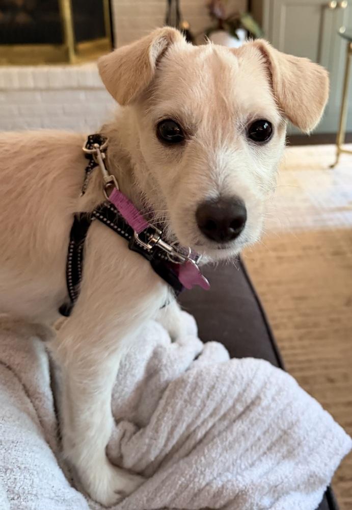 Enlarge Mae Mae, a Adoptable mixed breed in Mundelein, IL image 3/6