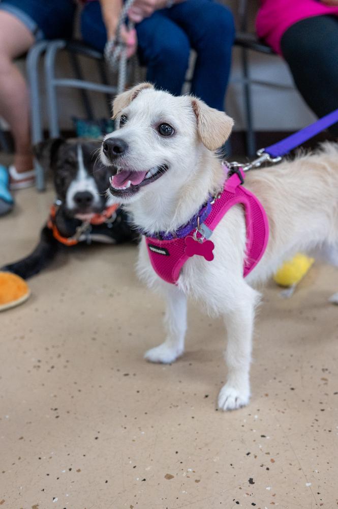 Enlarge Mae Mae, a Adoptable mixed breed in Mundelein, IL image 5/6