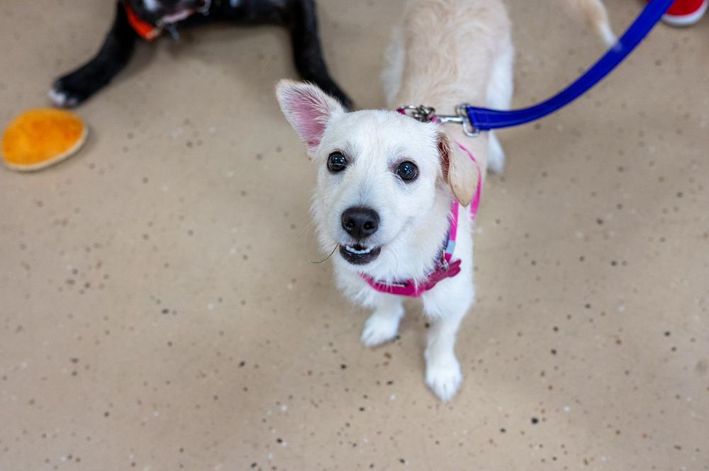 Enlarge Mae Mae, a Adoptable mixed breed in Mundelein, IL image 6/6