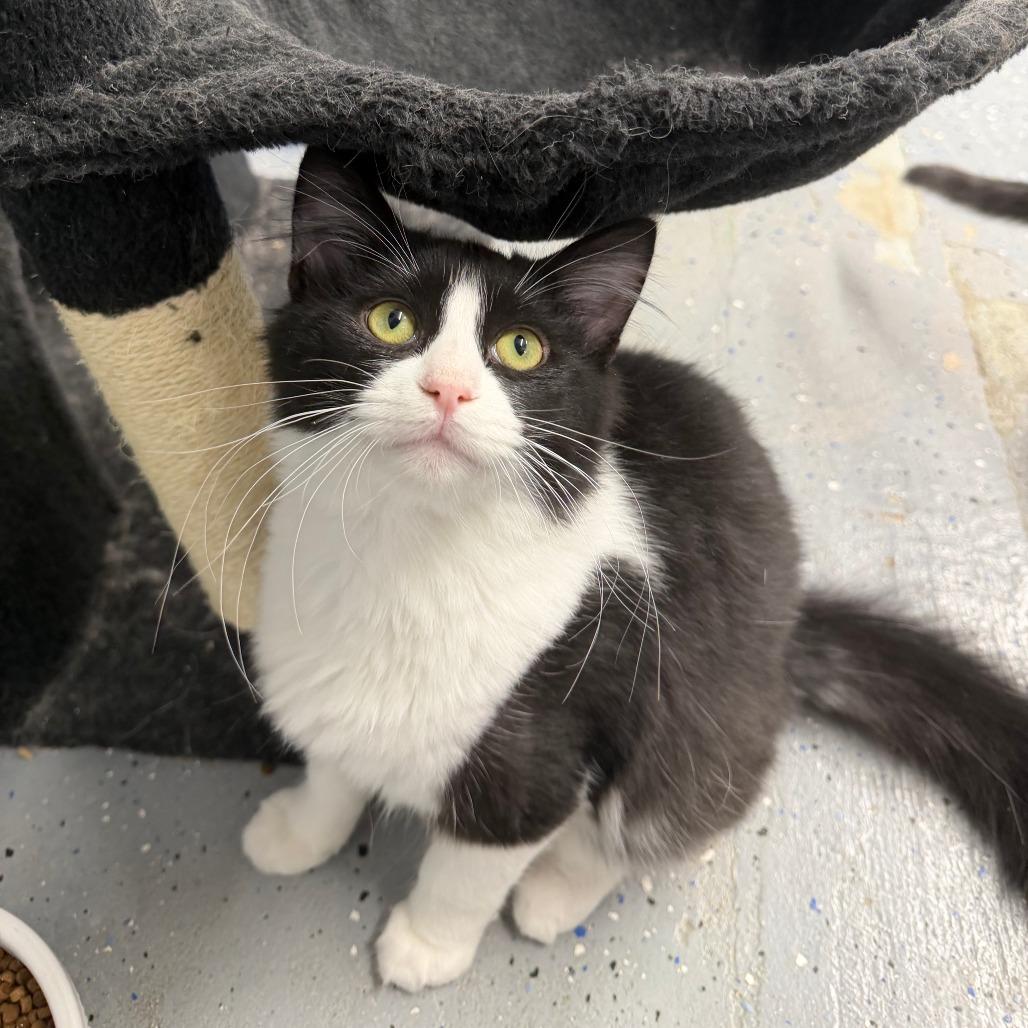Tidal Wave, Adoptable, Young Male Domestic Short Hair.