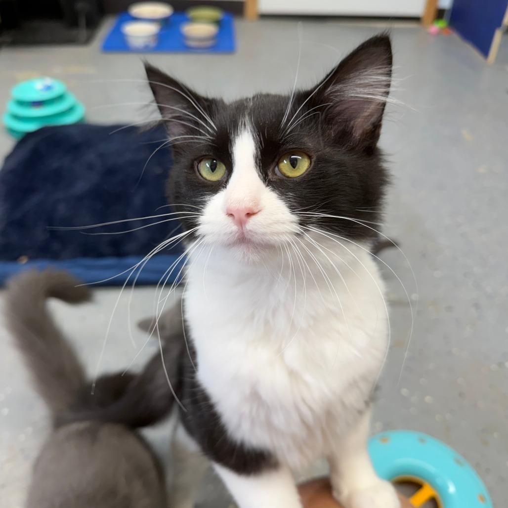 Enlarge Tidal Wave, a Adoptable Domestic Short Hair in Pontiac, IL image 2/5