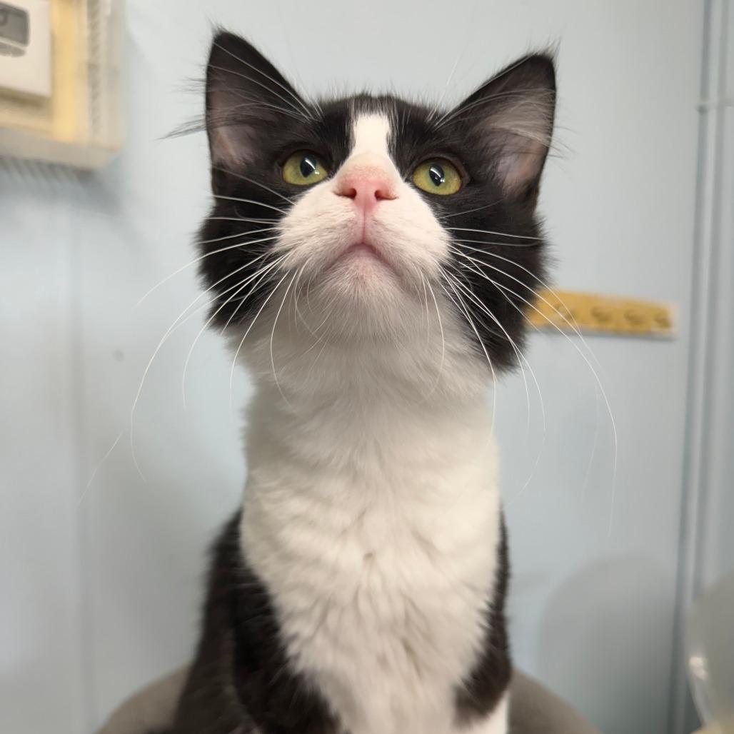 Enlarge Tidal Wave, a Adoptable Domestic Short Hair in Pontiac, IL image 3/5