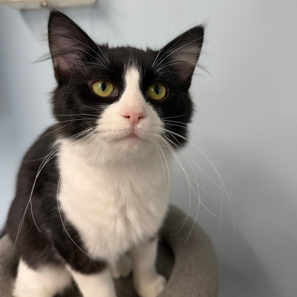 Enlarge Tidal Wave, a Adoptable Domestic Short Hair in Pontiac, IL image 4/5
