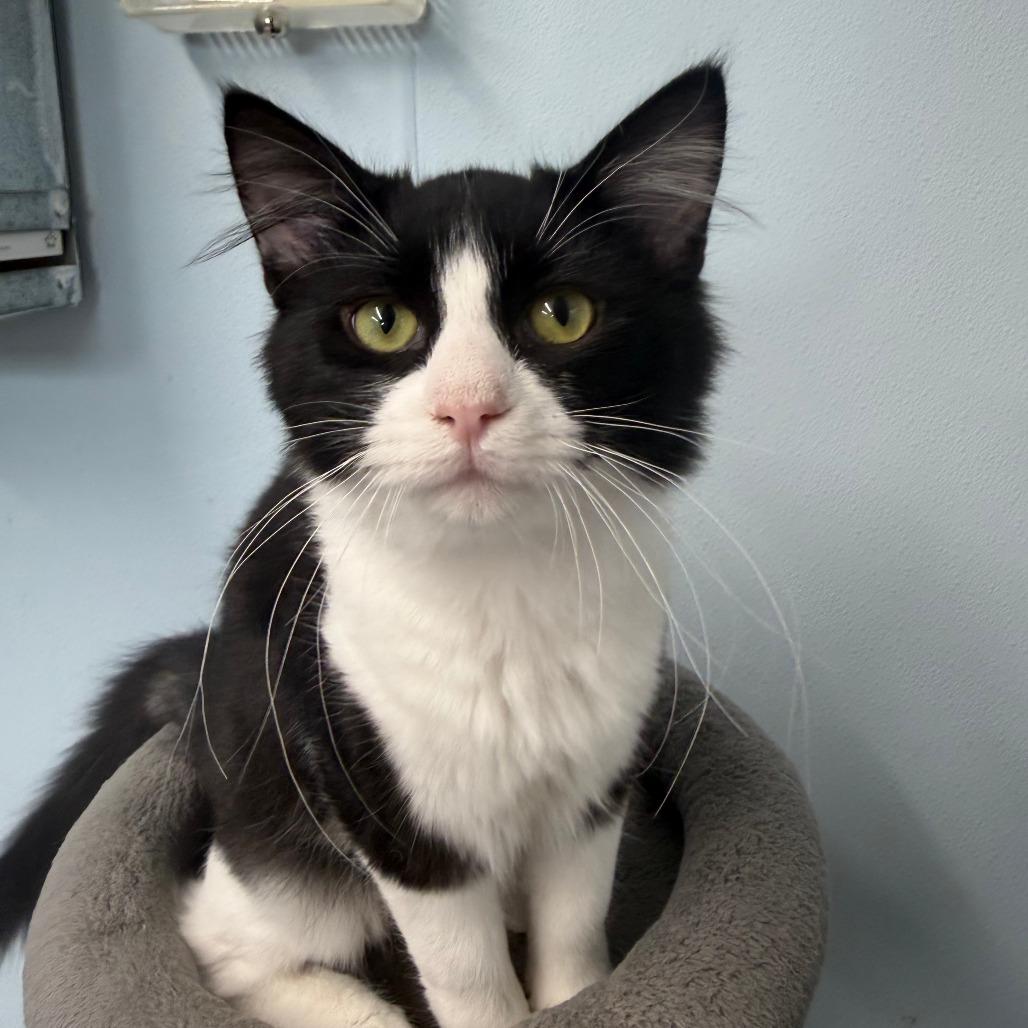 Enlarge Tidal Wave, a Adoptable Domestic Short Hair in Pontiac, IL image 5/5