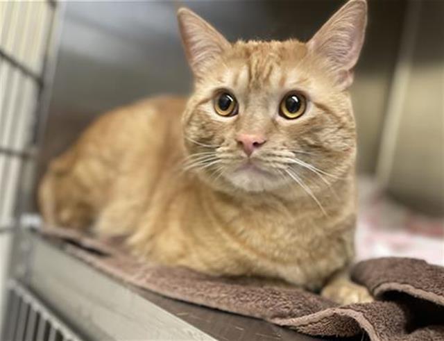 MAX, Adoptable, Young Male Domestic Short Hair.