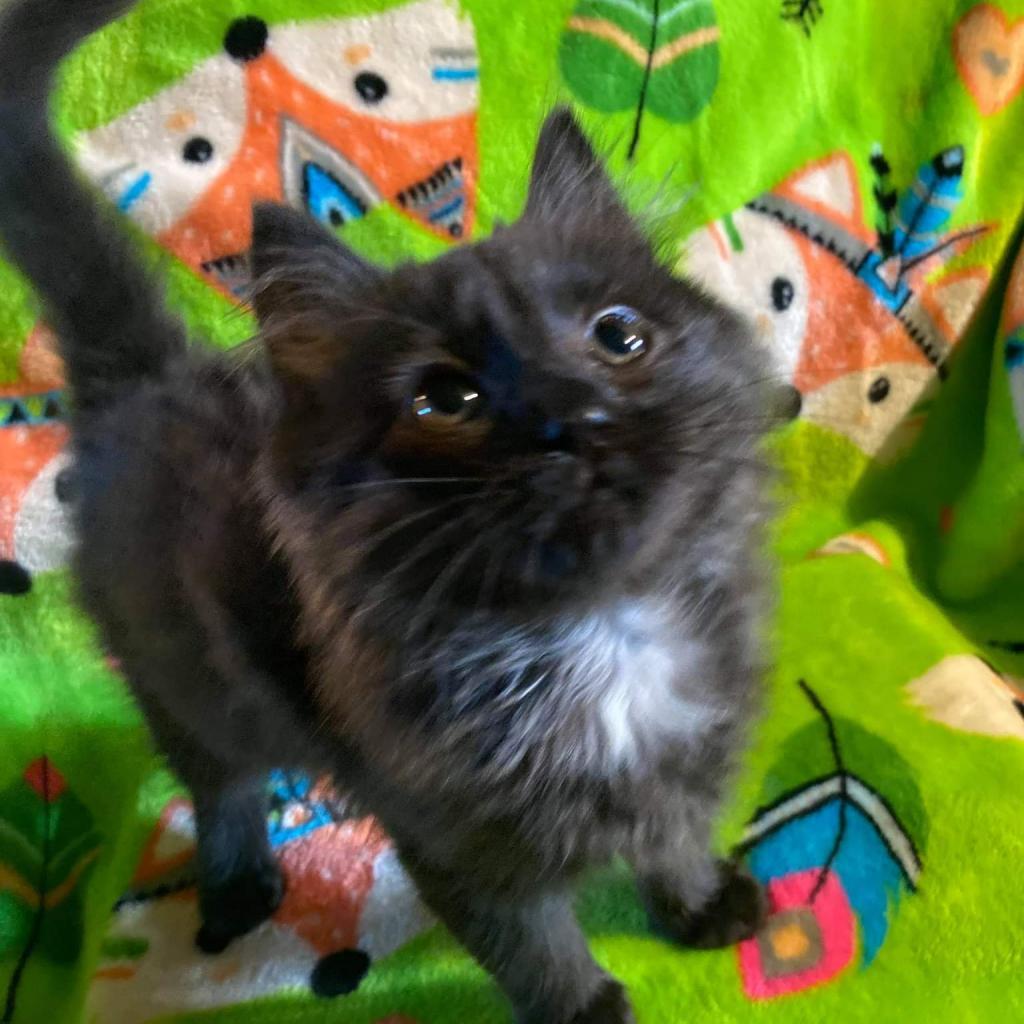 Enlarge Smokey 2, a Adoptable Domestic Long Hair in Winchester, VA image 1/6