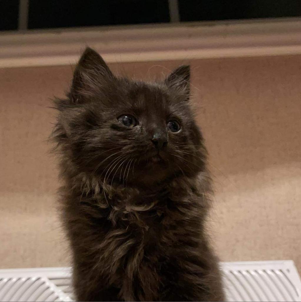 Enlarge Smokey 2, a Adoptable Domestic Long Hair in Winchester, VA image 2/6