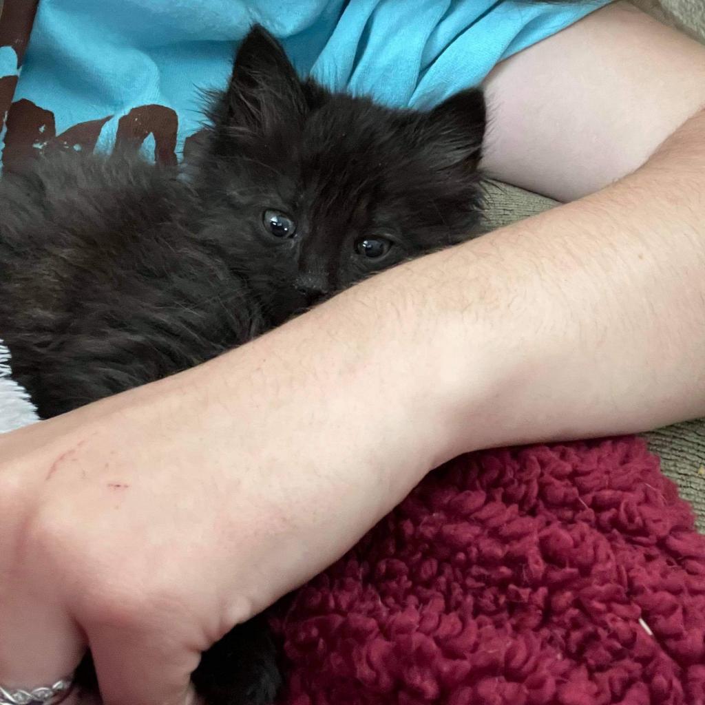 Enlarge Smokey 2, a Adoptable Domestic Long Hair in Winchester, VA image 3/6