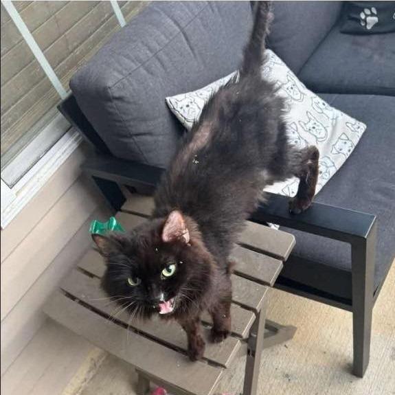 Enlarge Smokey 2, a Adoptable Domestic Long Hair in Winchester, VA image 4/6