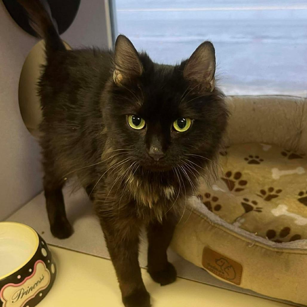 Enlarge Smokey 2, a Adoptable Domestic Long Hair in Winchester, VA image 5/6
