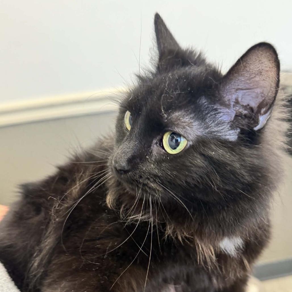 Enlarge Smokey 2, a Adoptable Domestic Long Hair in Winchester, VA image 5/6