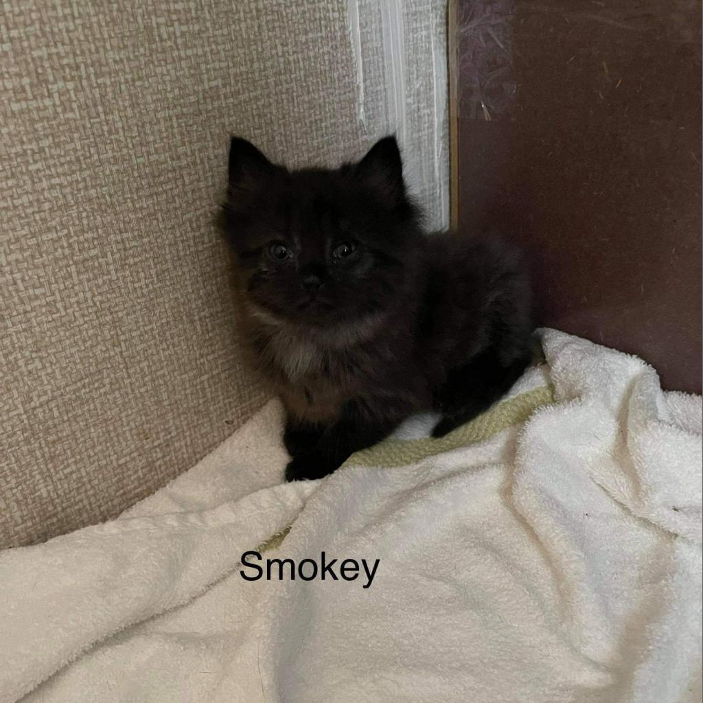 Enlarge Smokey 2, a Adoptable Domestic Long Hair in Winchester, VA image 6/6
