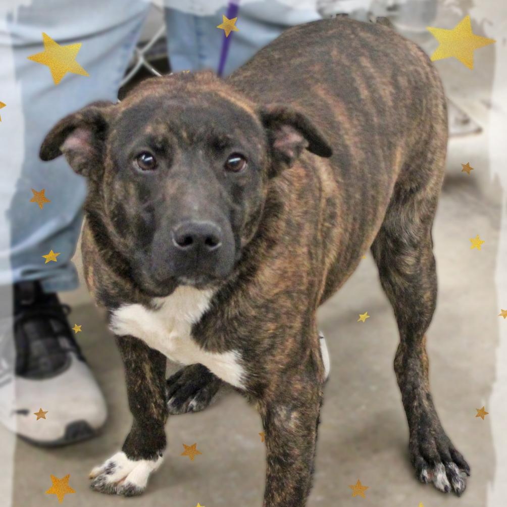 Hugh, Adoptable, Puppy Male Mixed Breed.