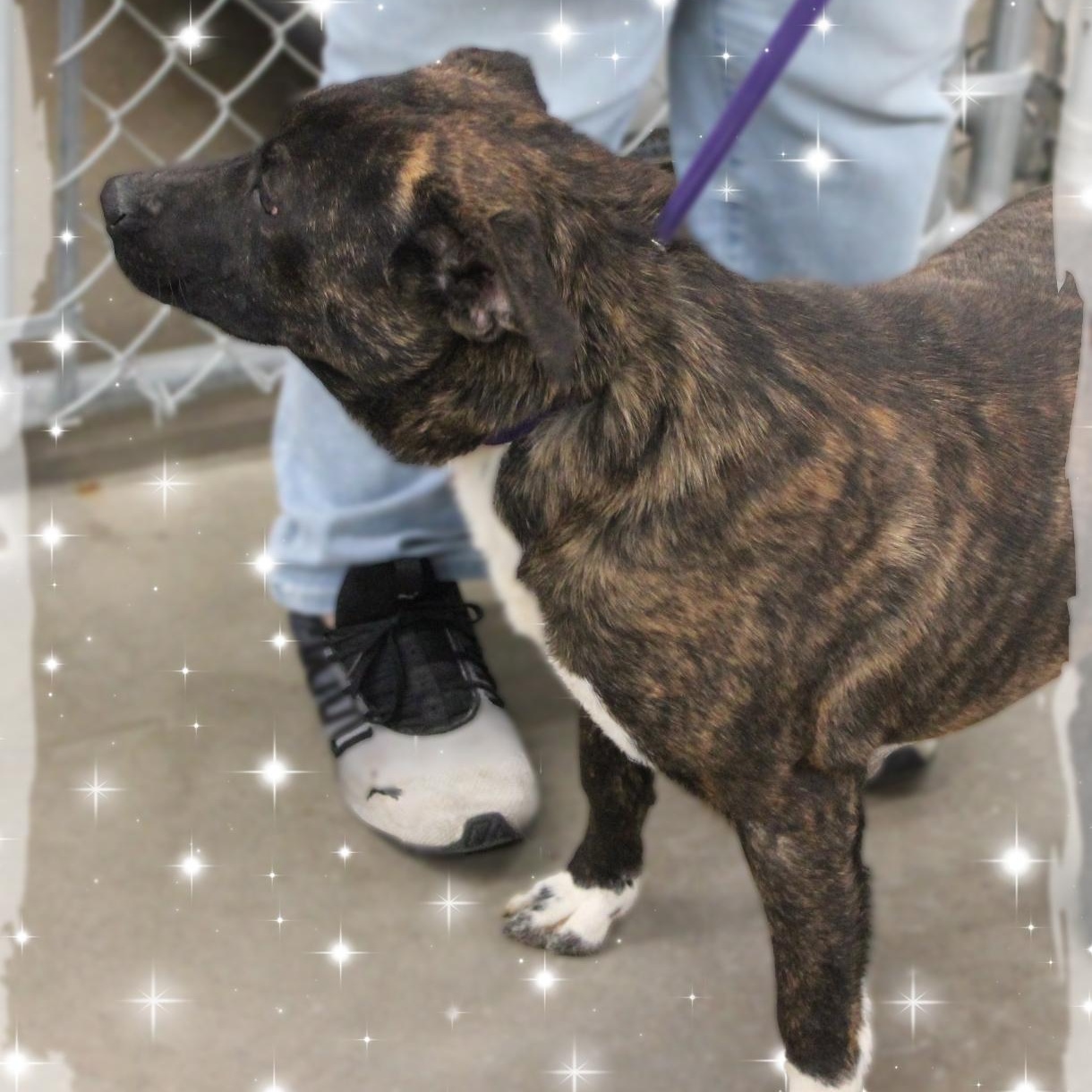 Enlarge Hugh, a Adoptable Mixed Breed in Amelia, OH image 4/4