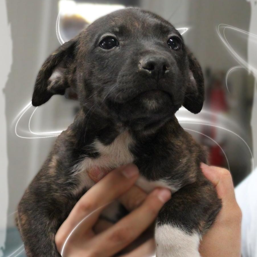 Hugh, a Adoptable Mixed Breed in Amelia, OH image 2/2