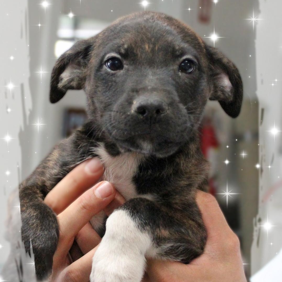 Hugh, a Adoptable Mixed Breed in Amelia, OH image 1/2