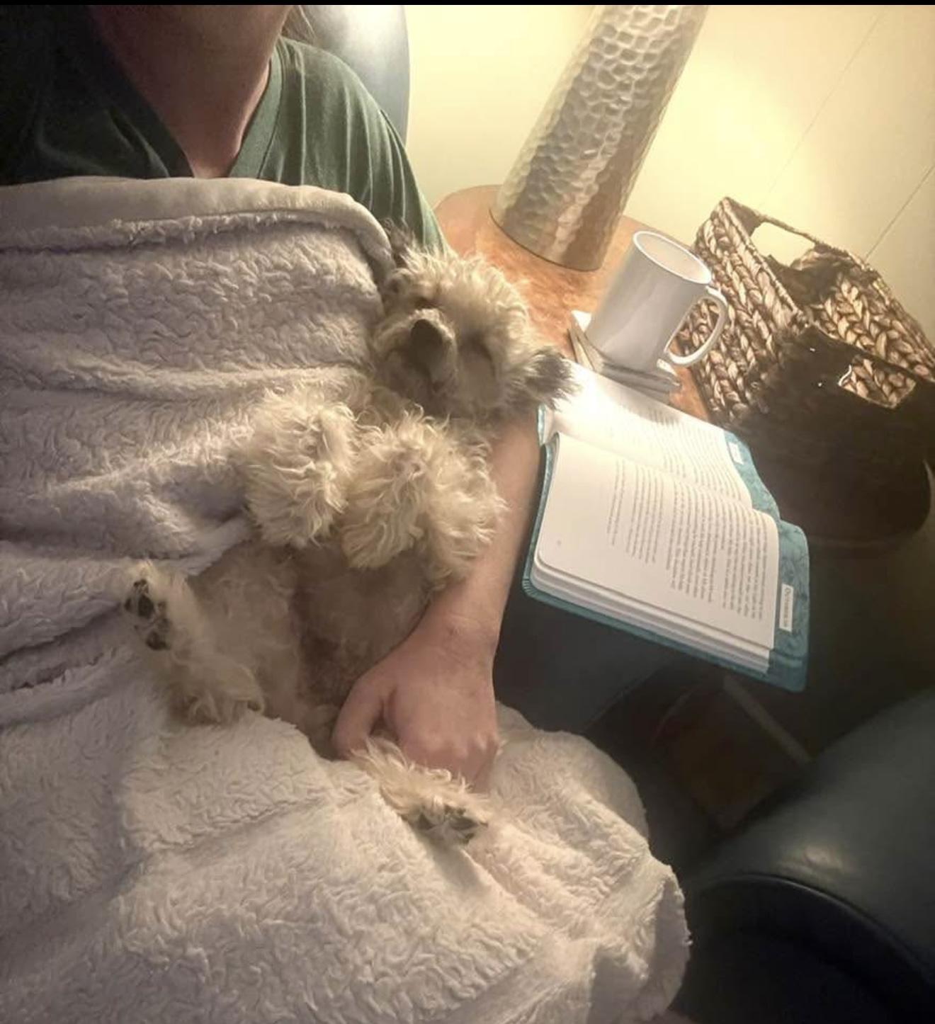 Enlarge Reba , an adoption pending mixed breed in Hagerstown, MD image 4/6