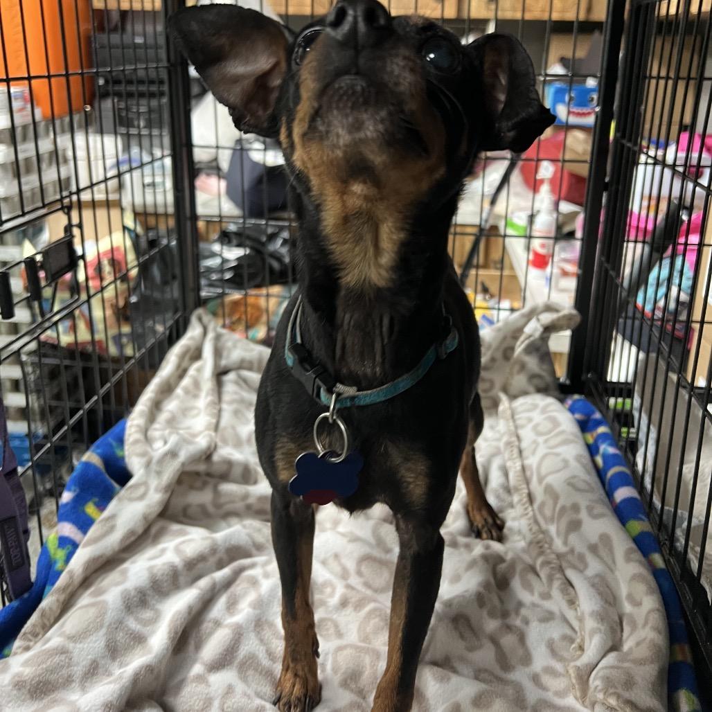 Dusty, Adoptable, Adult Male Miniature Pinscher.