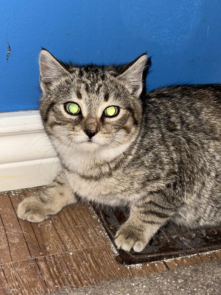 Moxie, Adoptable, Kitten Female Tabby.