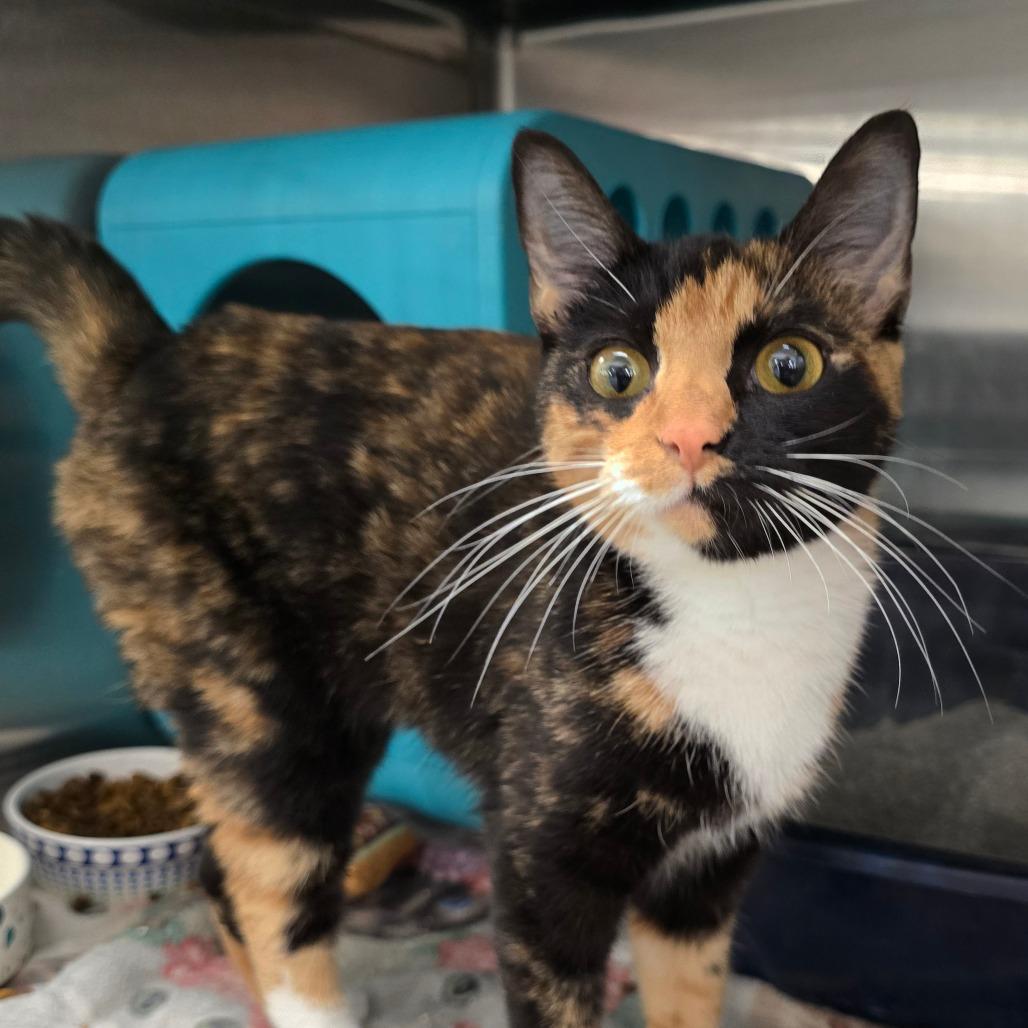 Enlarge Calla, a Adoptable Domestic Short Hair in Williston, FL image 1/2