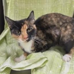 Enlarge Calla, a Adoptable Domestic Short Hair in Williston, FL image 2/2