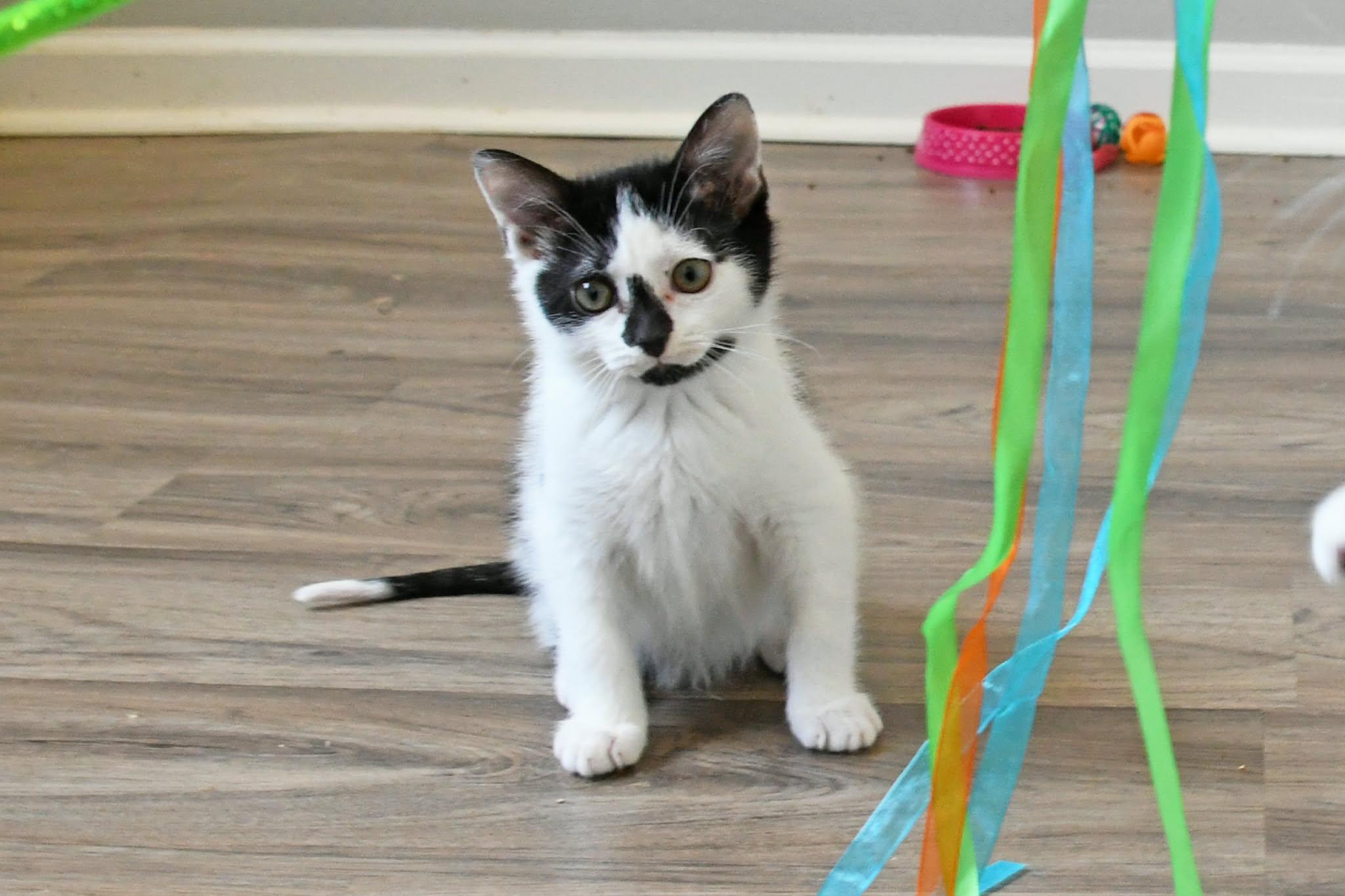 Spike, ADOPTABLE, Kitten Male American Shorthair.