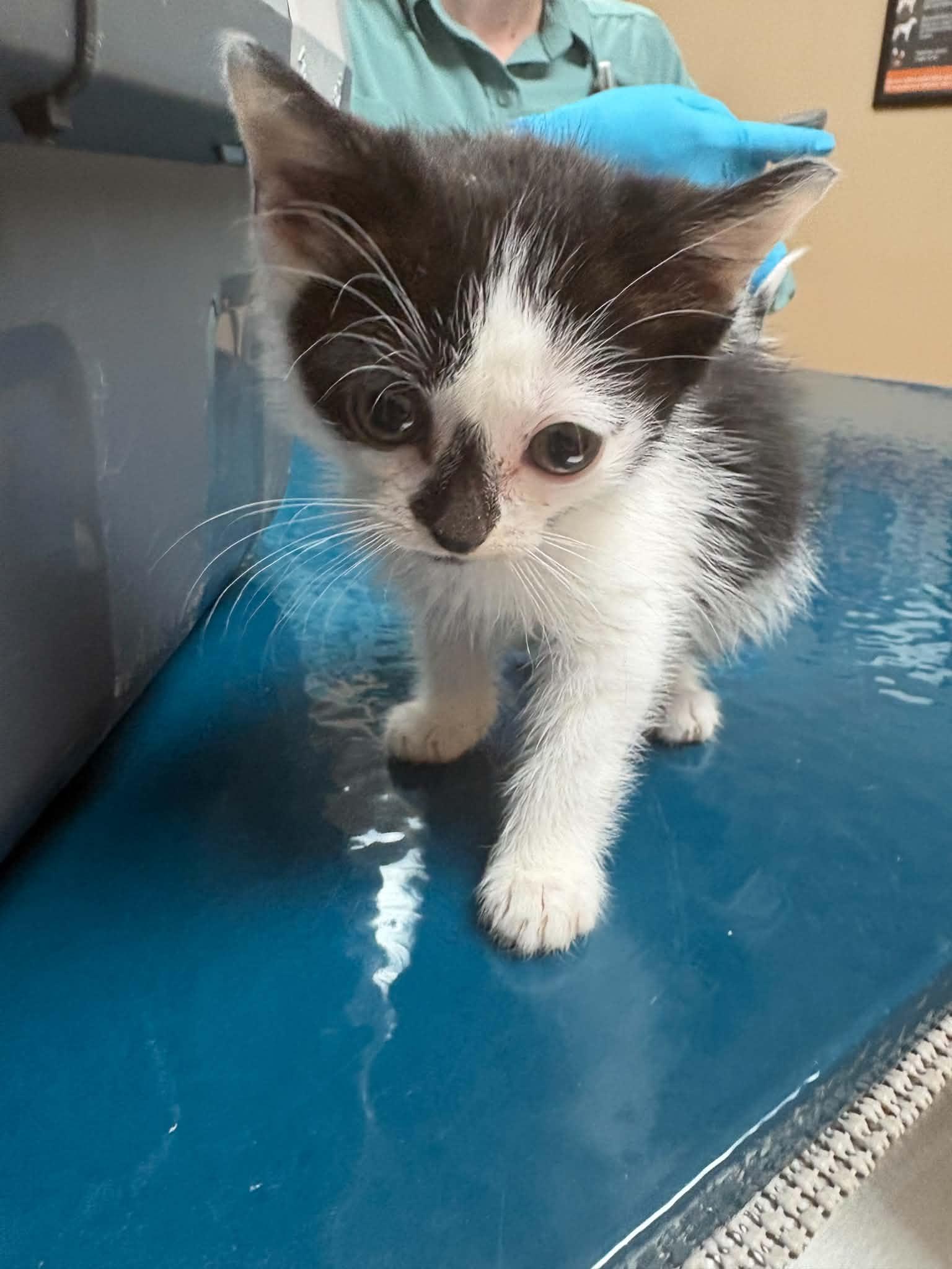 Spike, a ADOPTABLE American Shorthair in Johnstown, NY image 3/3