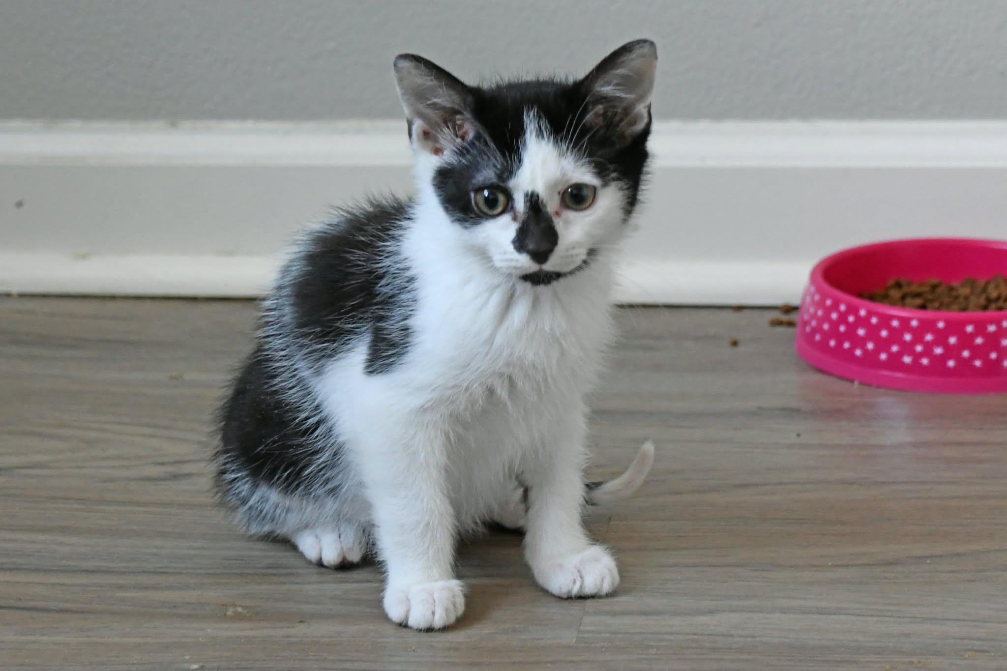 Spike, a ADOPTABLE American Shorthair in Johnstown, NY image 2/3