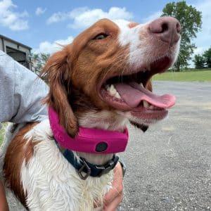 Enlarge LUCY 20044238 AR, an adopted Brittany Spaniel in Sugar Grove, IL image 3/4