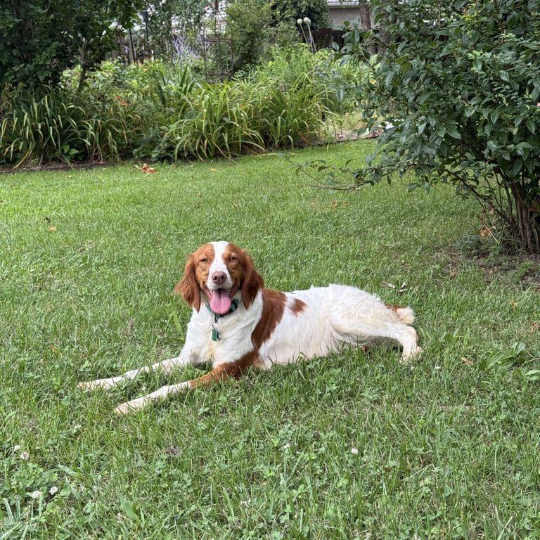 Enlarge LUCY 20044238 AR, an adopted Brittany Spaniel in Sugar Grove, IL image 1/4